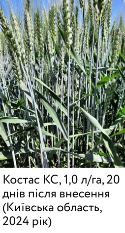 Костас.png